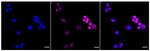 SAMHD1 Recombinant Rabbit Monoclonal Antibody (24GB1010)