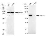 SAMHD1 Antibody in Western Blot (WB)