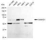 SAMHD1 Antibody in Western Blot (WB)