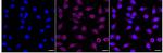 SAMM50 Antibody in Immunocytochemistry (ICC/IF)