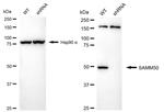 SAMM50 Antibody in Western Blot (WB)