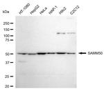 SAMM50 Antibody in Western Blot (WB)