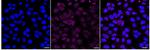 SR-BI Recombinant Rabbit Monoclonal Antibody (24GB1395)
