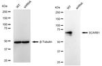 SR-BI Antibody in Western Blot (WB)