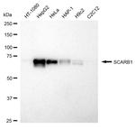 SR-BI Antibody in Western Blot (WB)