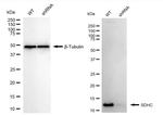 SDHC Antibody in Western Blot (WB)