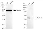 Septin 2 Antibody in Western Blot (WB)