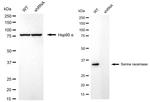 Serine racemase Antibody in Western Blot (WB)
