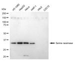 Serine racemase Antibody in Western Blot (WB)