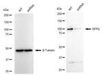 SFPQ Antibody in Western Blot (WB)