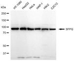 SFPQ Antibody in Western Blot (WB)