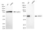 SMAD1 Antibody in Western Blot (WB)