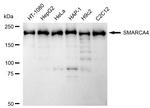 BRG1 Antibody in Western Blot (WB)