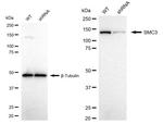SMC3 Antibody in Western Blot (WB)