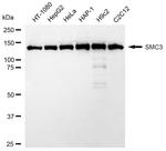 SMC3 Antibody in Western Blot (WB)