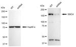 SMC4 Antibody in Western Blot (WB)