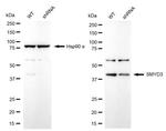 SMYD3 Antibody in Western Blot (WB)