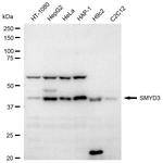 SMYD3 Antibody in Western Blot (WB)