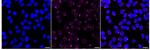 SSTR5 Antibody in Immunocytochemistry (ICC/IF)