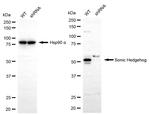 SHH Antibody in Western Blot (WB)