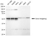SHH Antibody in Western Blot (WB)
