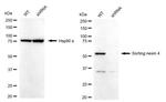 SNX4 Antibody in Western Blot (WB)