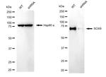 SOX9 Antibody in Western Blot (WB)