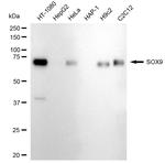 SOX9 Antibody in Western Blot (WB)
