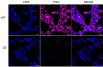 Staufen Antibody in Immunocytochemistry (ICC/IF)