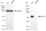 Staufen Antibody in Western Blot (WB)