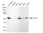 Staufen Recombinant Rabbit Monoclonal Antibody (24GB5095)