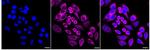 STOML2 Recombinant Rabbit Monoclonal Antibody (24GB1870)