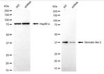 STOML2 Antibody in Western Blot (WB)