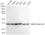 STOML2 Antibody in Western Blot (WB)