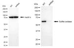 SUOX Antibody in Western Blot (WB)