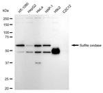 SUOX Antibody in Western Blot (WB)