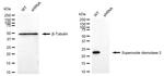 SOD2 Antibody in Western Blot (WB)
