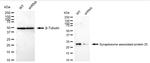 SNAP25 Antibody in Western Blot (WB)