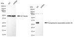 SNAP29 Antibody in Western Blot (WB)