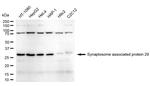 SNAP29 Antibody in Western Blot (WB)