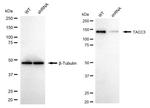 TACC3 Antibody in Western Blot (WB)