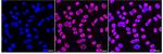 TAF15 Recombinant Rabbit Monoclonal Antibody (24GB1830)