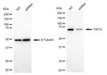 TAF15 Antibody in Western Blot (WB)