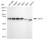 TAF15 Antibody in Western Blot (WB)