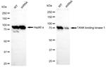 TBK1 Antibody in Western Blot (WB)