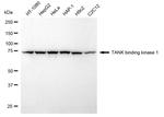 TBK1 Antibody in Western Blot (WB)