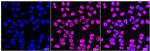 TRBP Recombinant Rabbit Monoclonal Antibody (24GB2425)