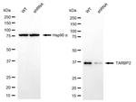 TRBP Antibody in Western Blot (WB)