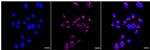 TMF1 Recombinant Rabbit Monoclonal Antibody (24GB1965)