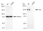 TMF1 Antibody in Western Blot (WB)